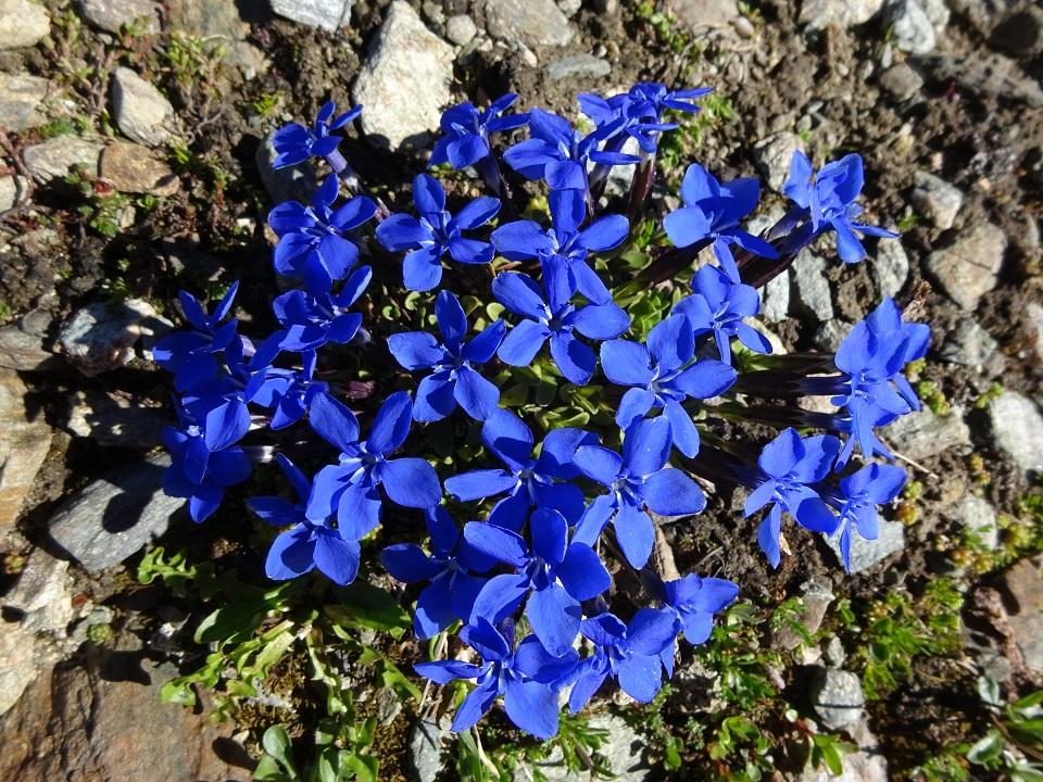 51 gentiane a feuilles courtes